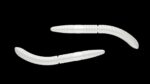 Fatty D'Worm 004 SILVER PEARL.jpg