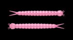 Slight Worm 017 BUBBLEGUM.jpg