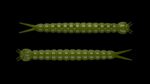 Slight Worm 031 OLIVE.jpg