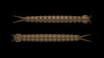 Slight Worm 038 BROWN.jpg
