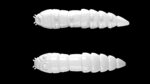 Kukolka 001 WHITE.jpg