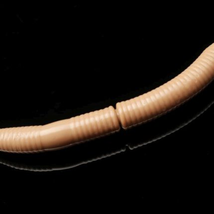 035FattyDWorm.jpg