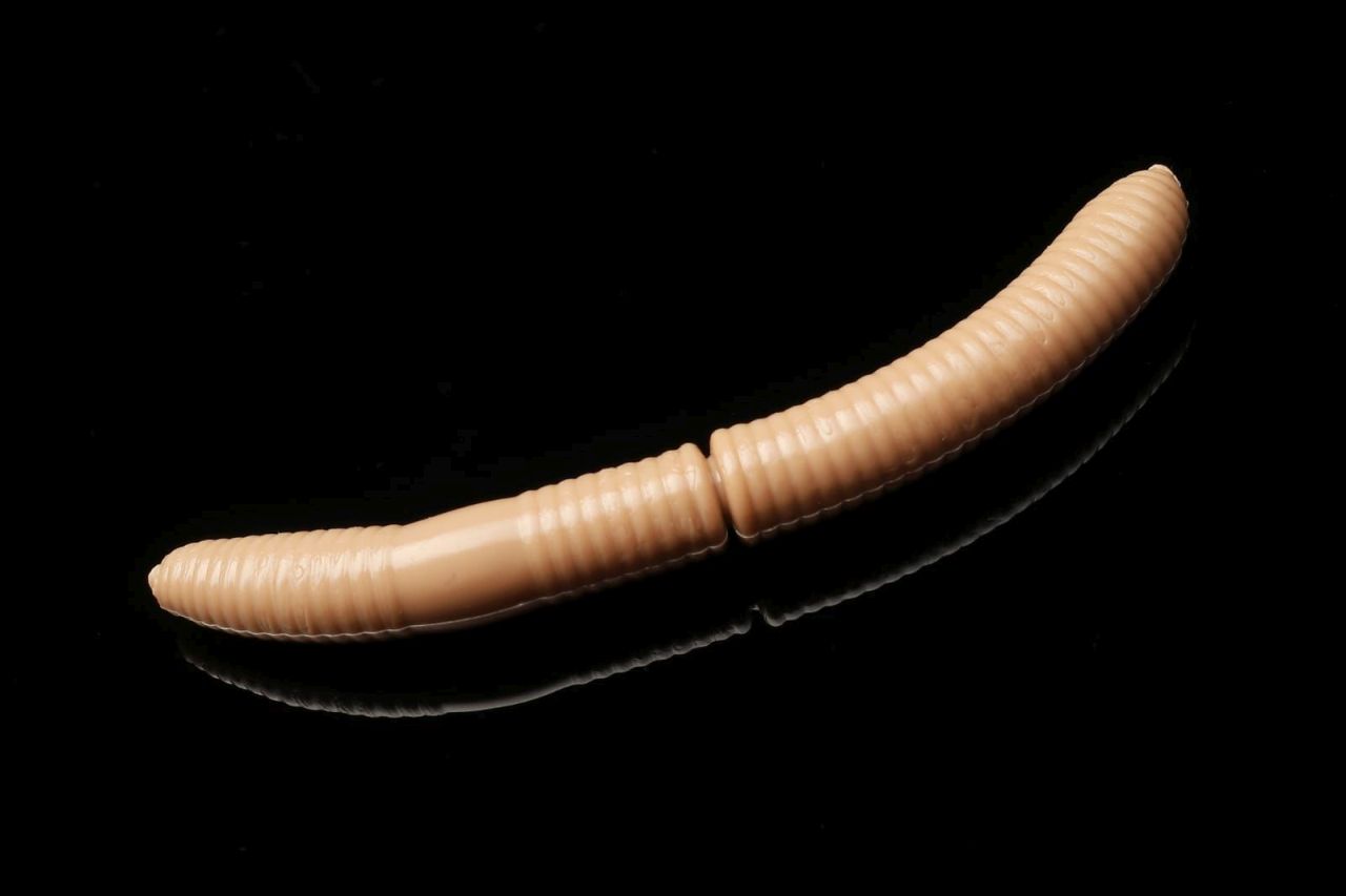 035fattydworm-jpg-2 035FattyDWorm.jpg