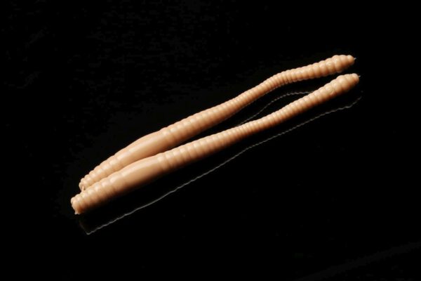 035DyingWorm.jpg