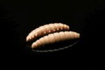 035Larva.jpg